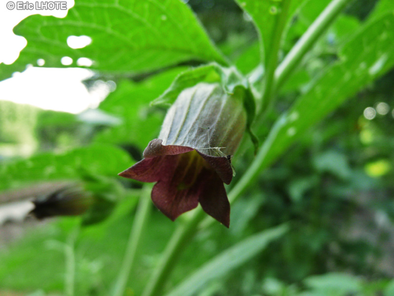  - Atropa belladonna - 