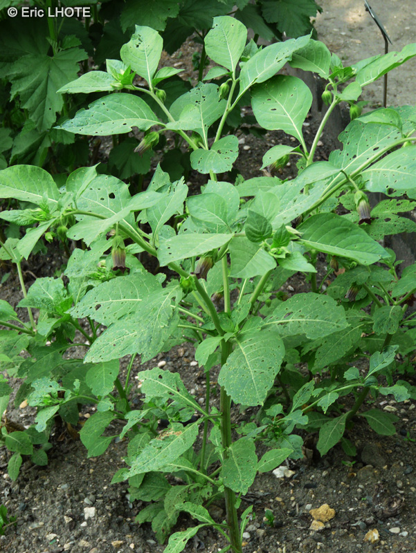  - Atropa belladonna - 