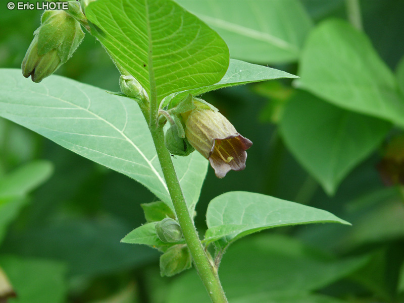 - Atropa belladonna - 
