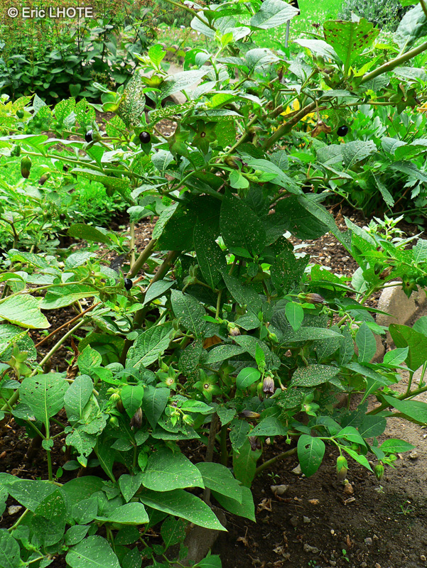 Solanaceae - Atropa belladonna - Belladone, Belle dame, Morelle furieuse, Herbe au Diable