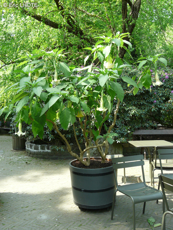  - Brugmansia candida - 