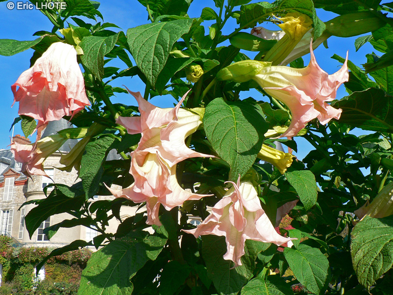  - Brugmansia suaveolens - 