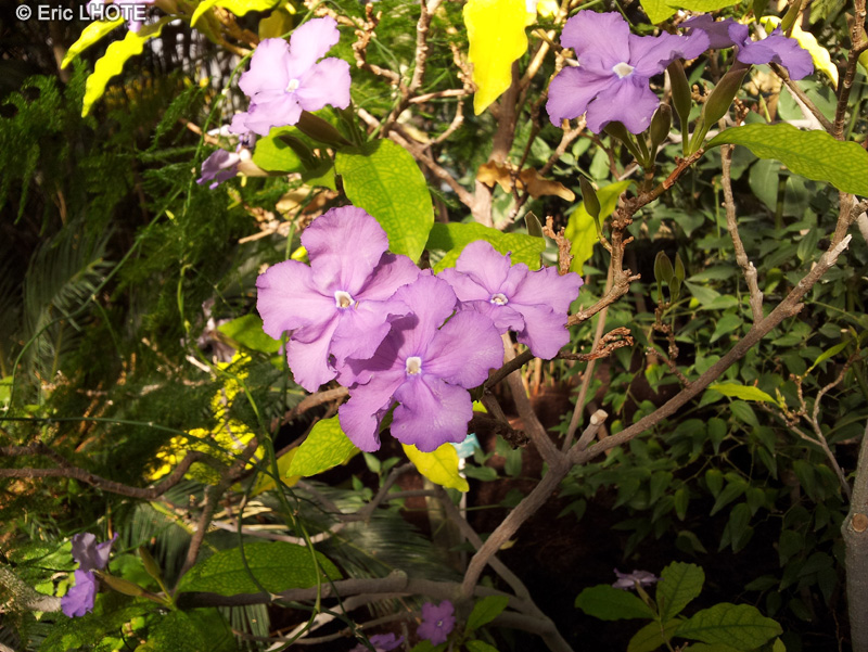  - Brunfelsia uniflora - 