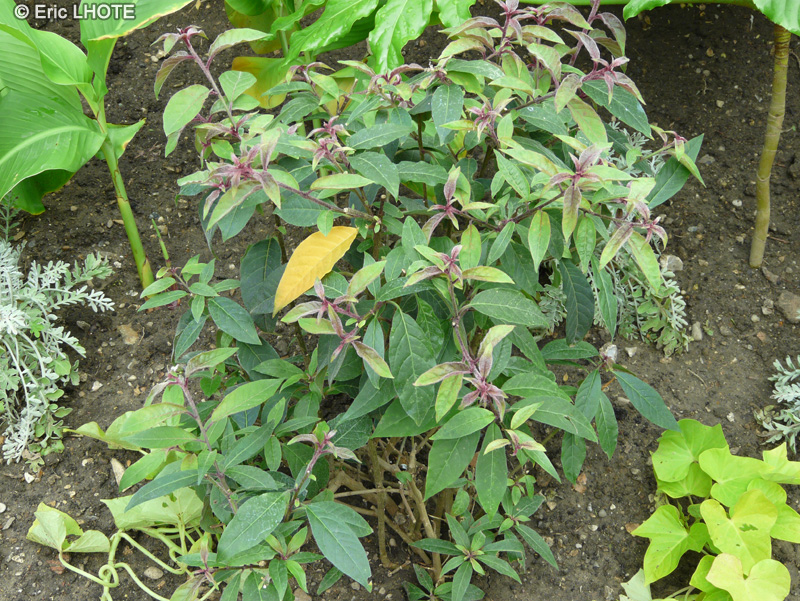  - Cestrum Le Chesnay - 