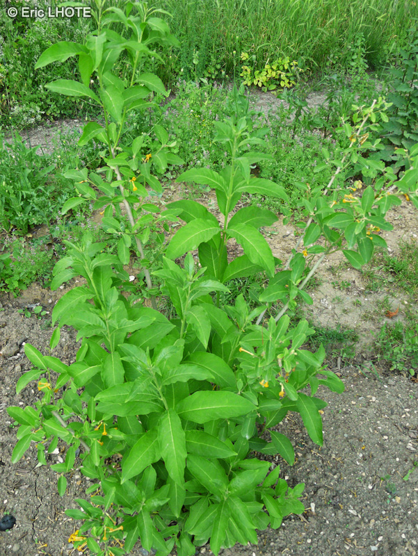  - Cestrum aurantiacum - 