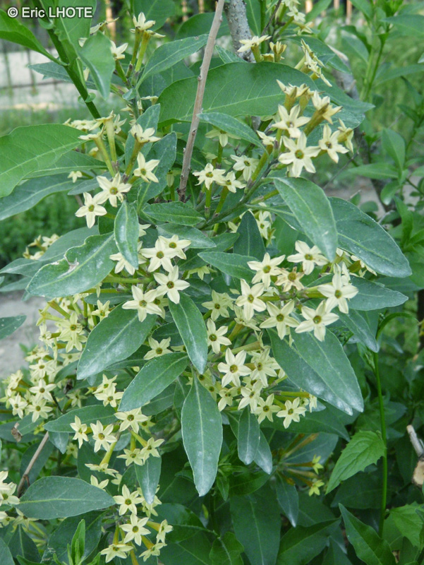  - Cestrum parquii - 