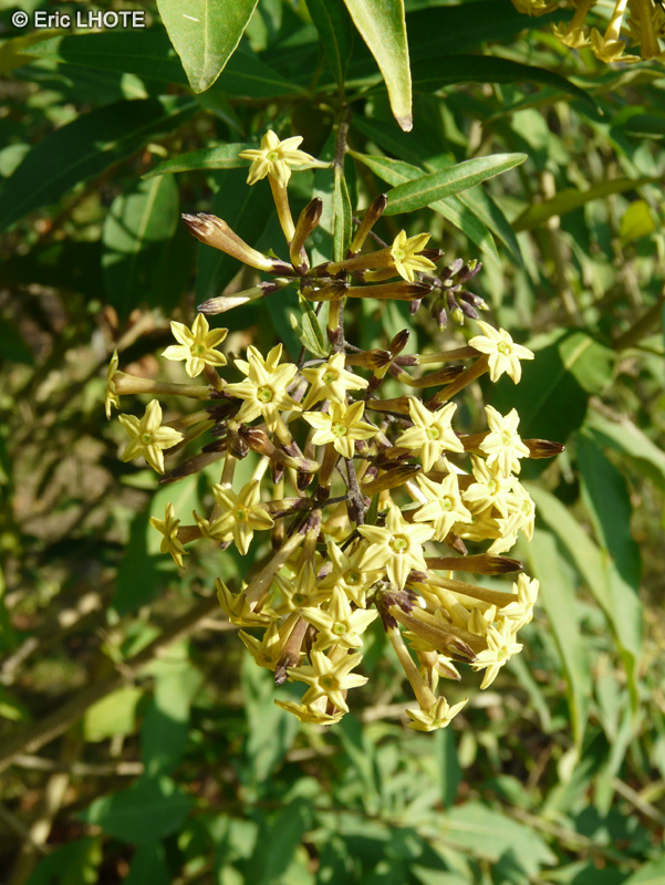  - Cestrum parquii - 