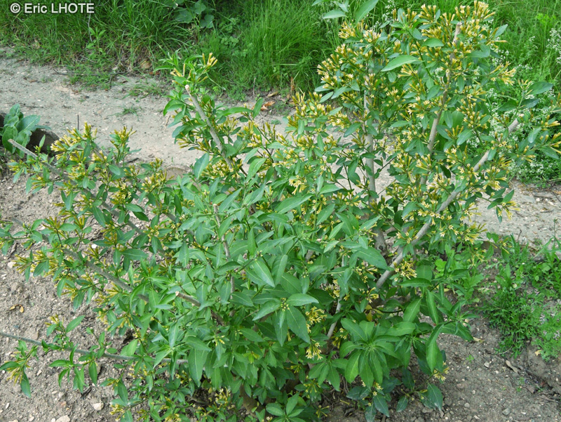 Solanaceae - Cestrum parquii - Galant de nuit, Dame de nuit, Palque, Palqui, Cestreau du Chili