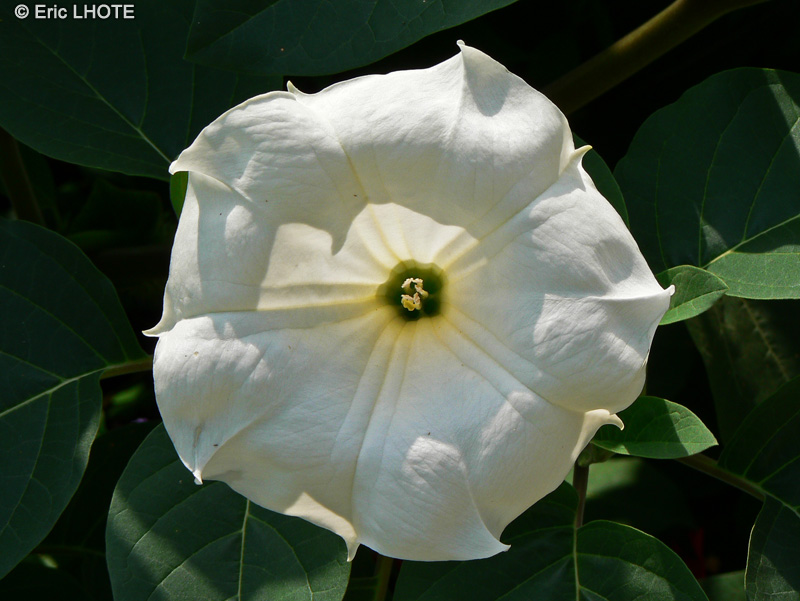  - Datura metel - 