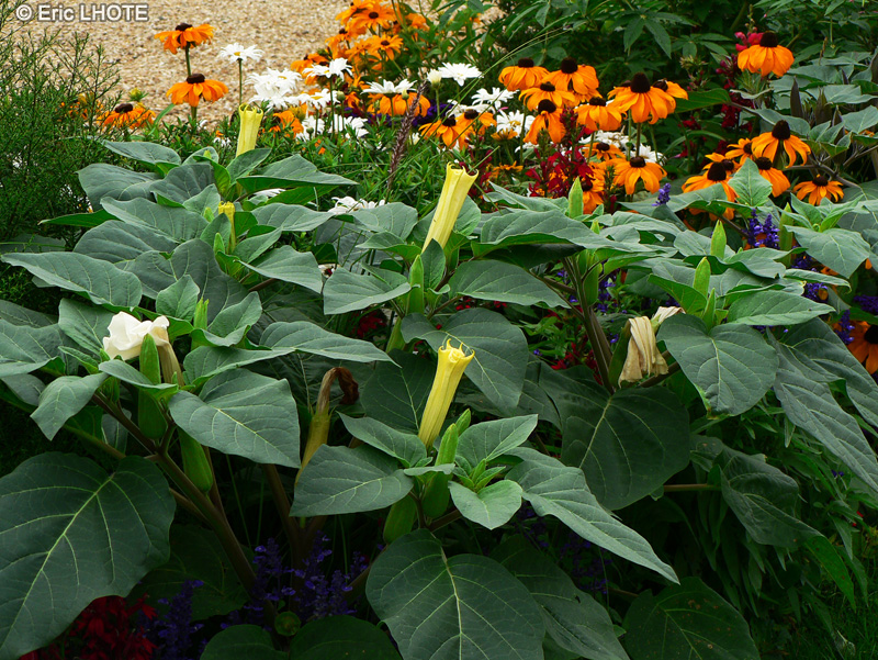  - Datura metel - 