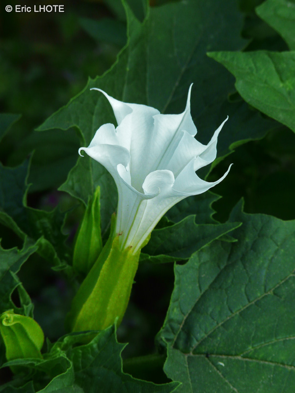  - Datura stramonium - 