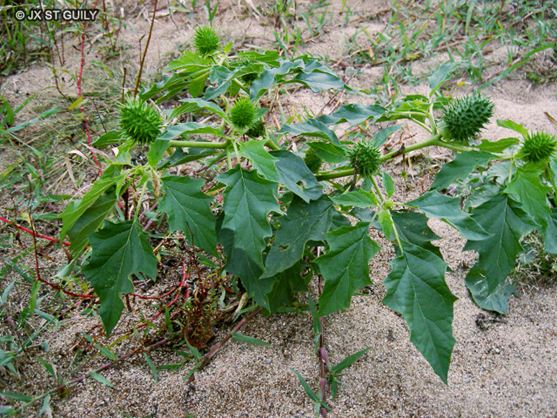  - Datura stramonium - 
