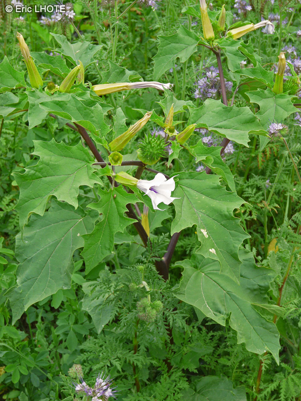  - Datura stramonium - 