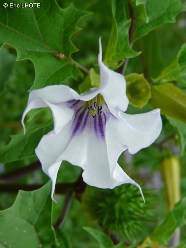  - Datura stramonium - 