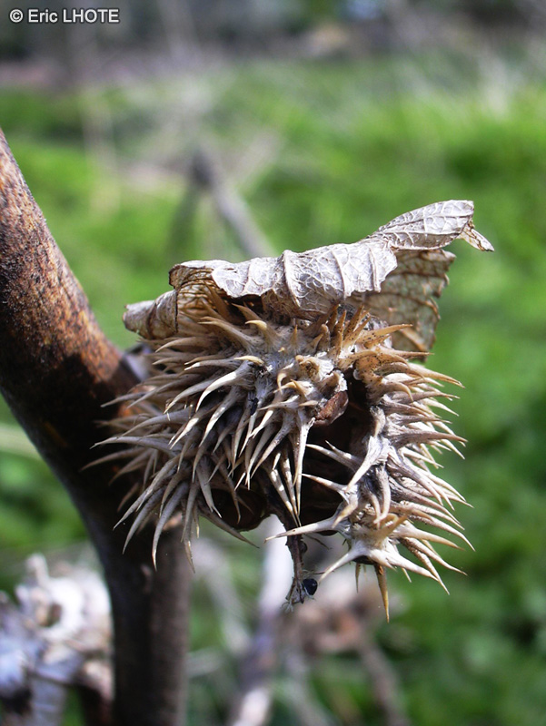 Solanaceae - Datura stramonium - Datura officinal, Stramoine, Stramoine commune