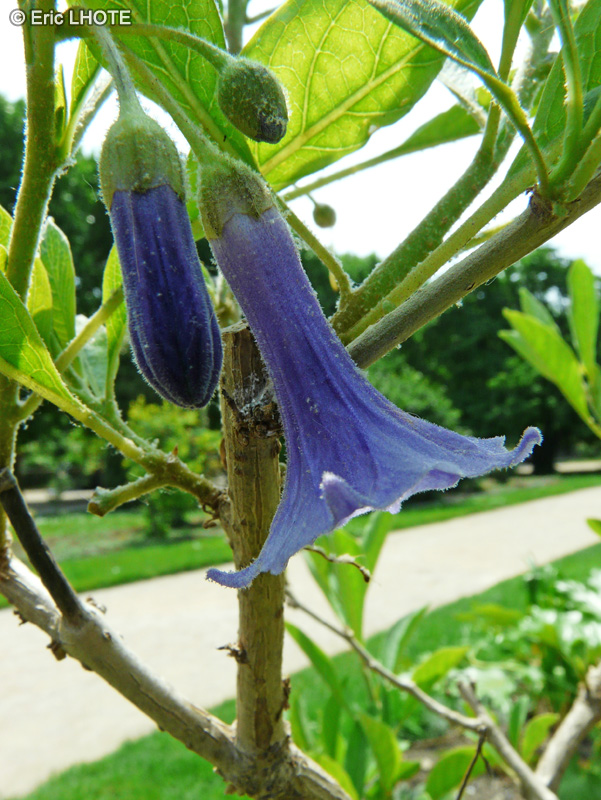  - Iochroma australis, Acnistus australis - 