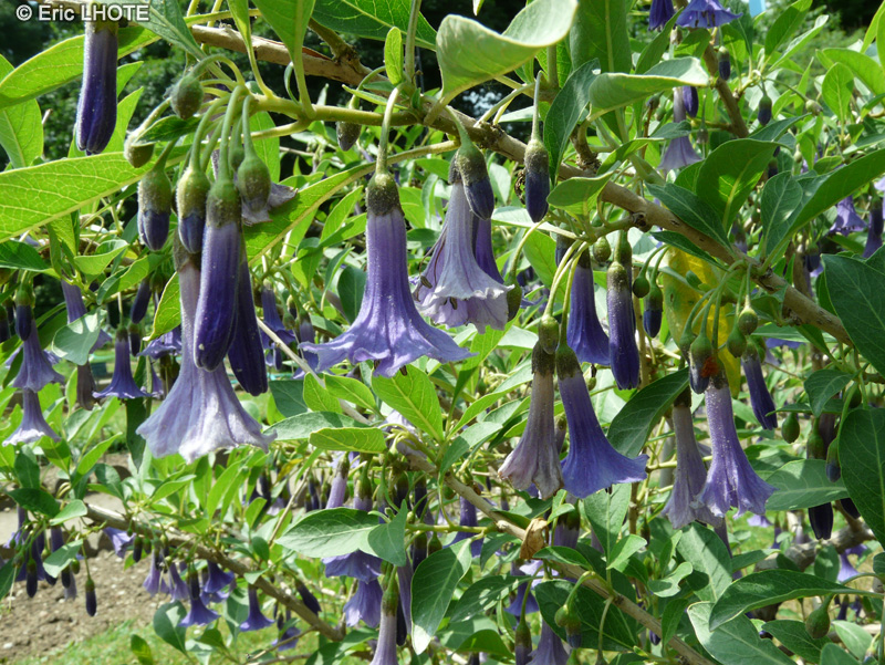  - Iochroma australis, Acnistus australis - 