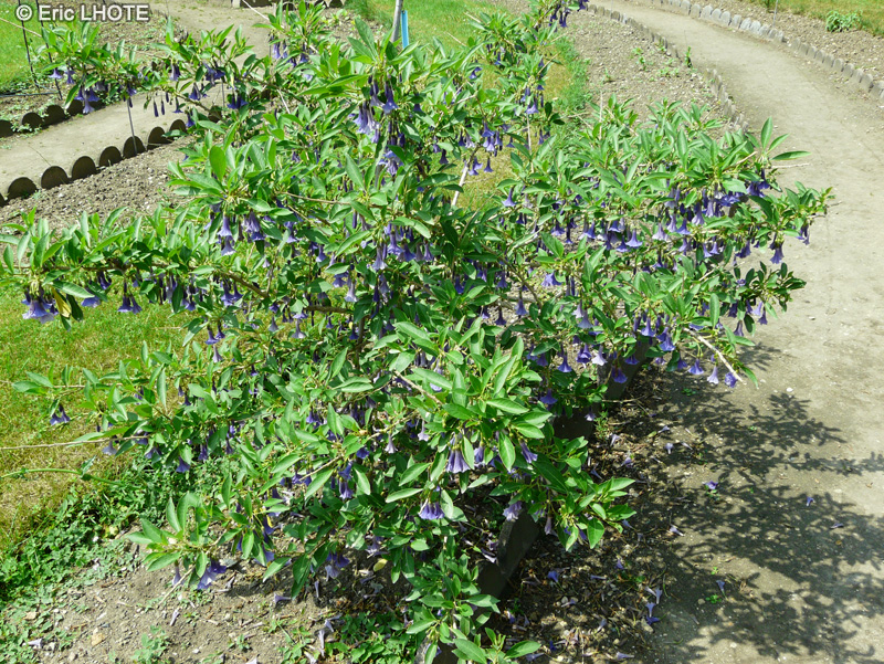  - Iochroma australis, Acnistus australis - 