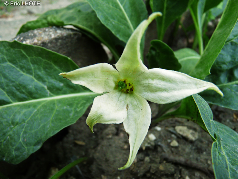  - Jaborosa integrifolia, Jaborosa bonariensis - 