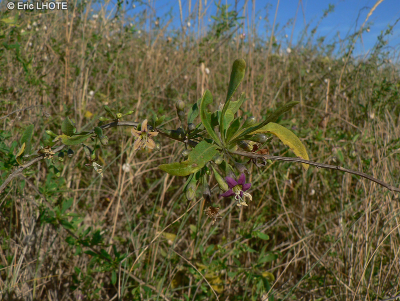  - Lycium barbarum - 