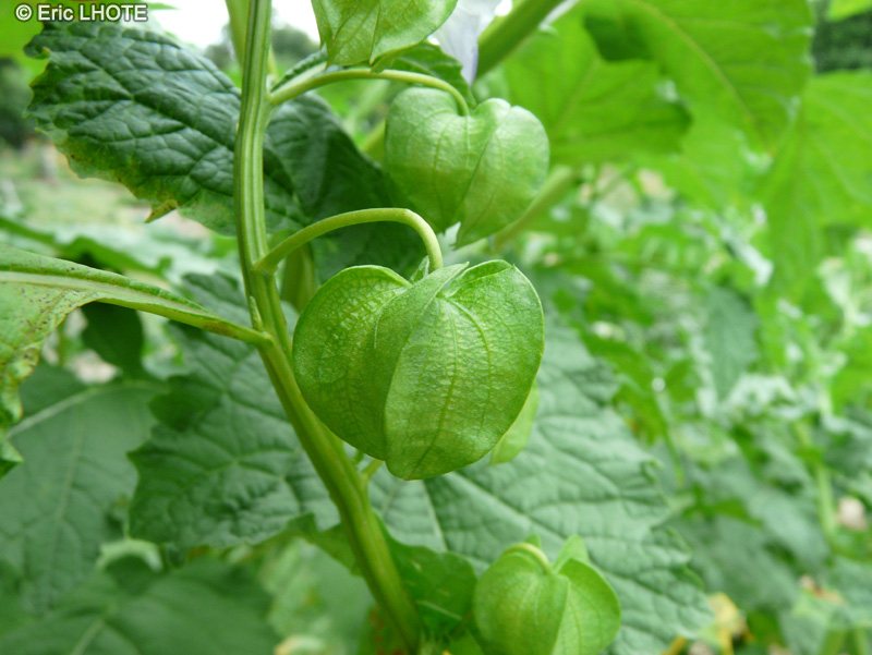  - Nicandra physaloides - 