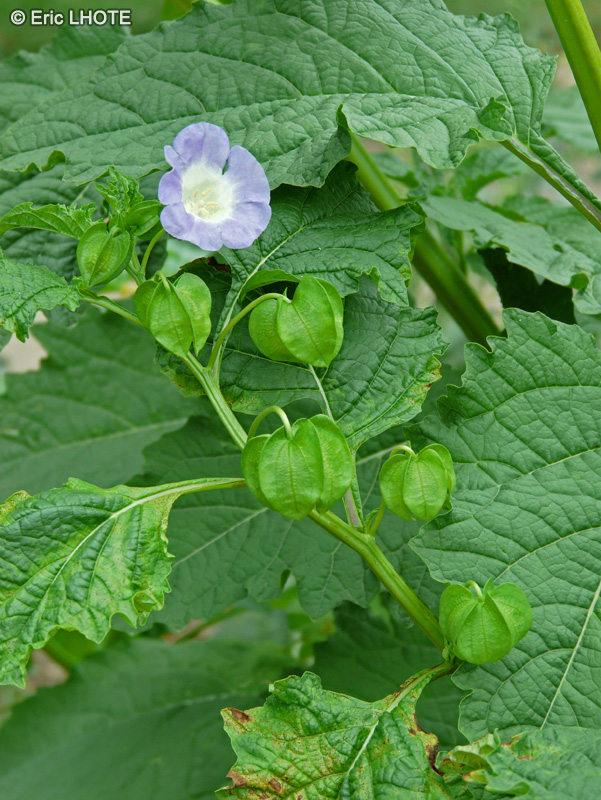  - Nicandra physaloides - 