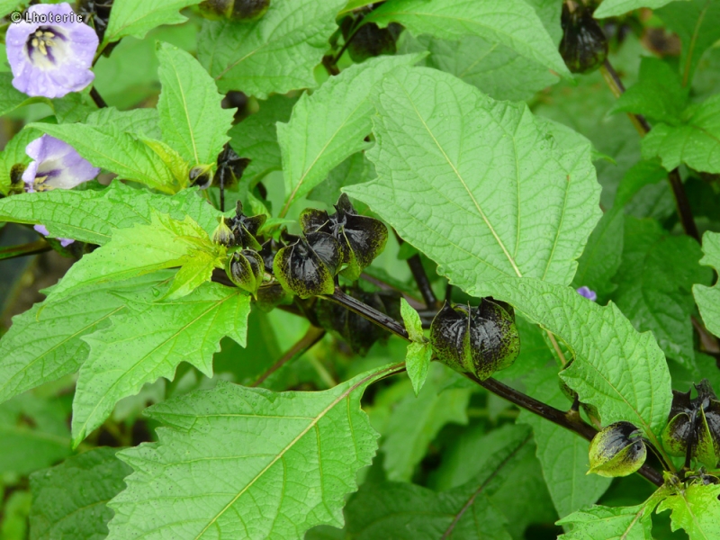  - Nicandra physaloides - 