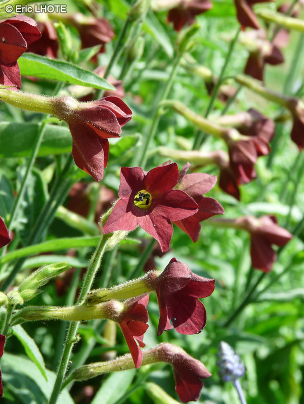  - Nicotiana alata - 