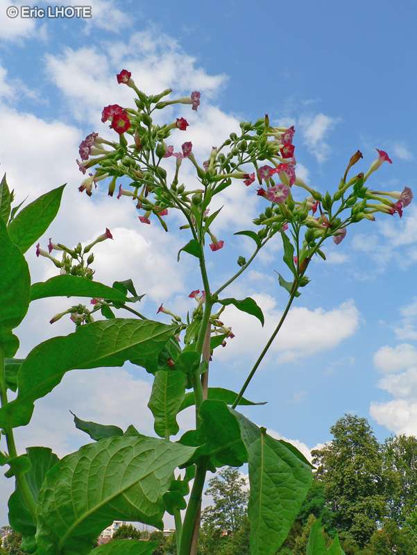 Solanaceae - Nicotiana alata - Tabac ailé