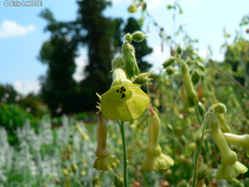  - Nicotiana langsdorfii - 