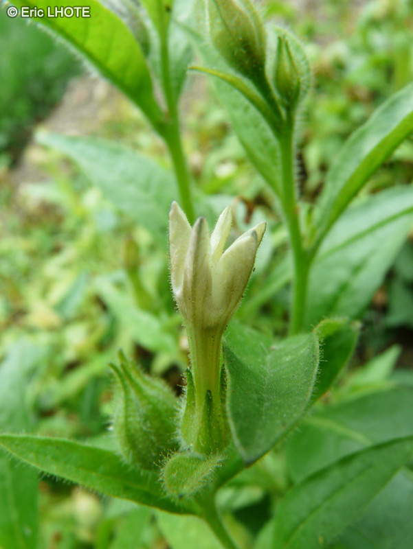 - Nicotiana quadrivalvis, Nicotiana bigelovii var. quadrivalvis - 
