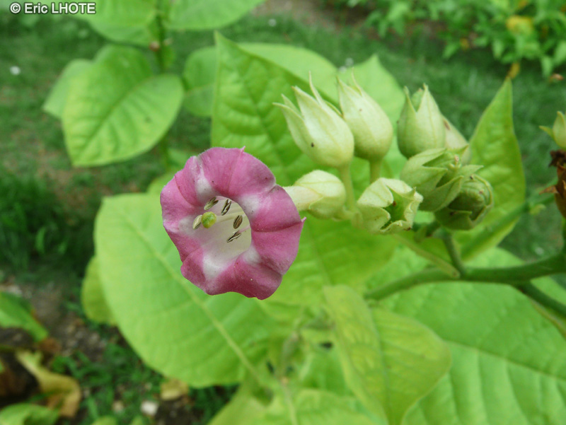  - Nicotiana tabacum - 