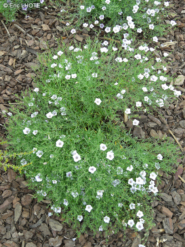  - Nierembergia frutescens - 