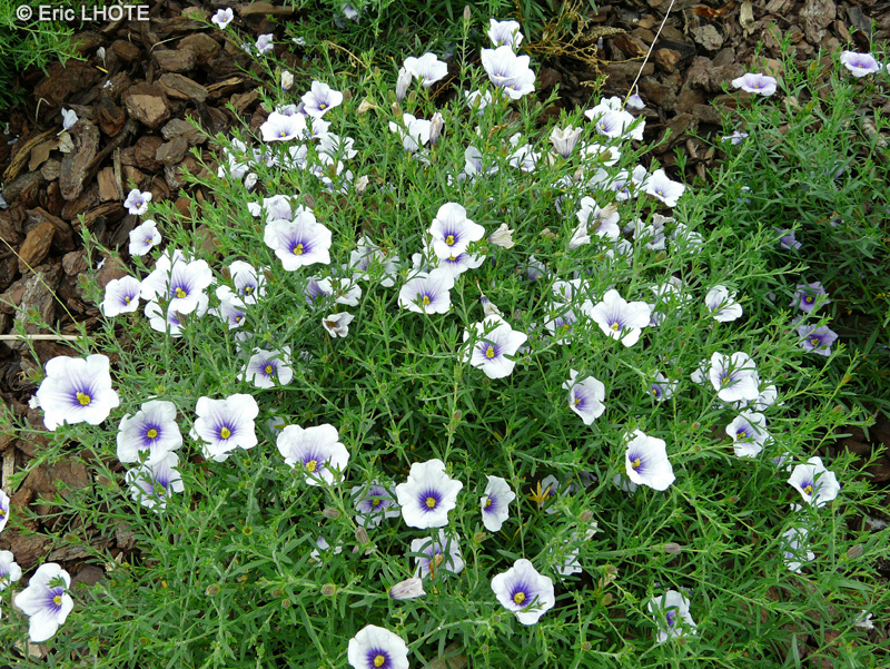 Solanaceae - Nierembergia frutescens - Nierembergia
