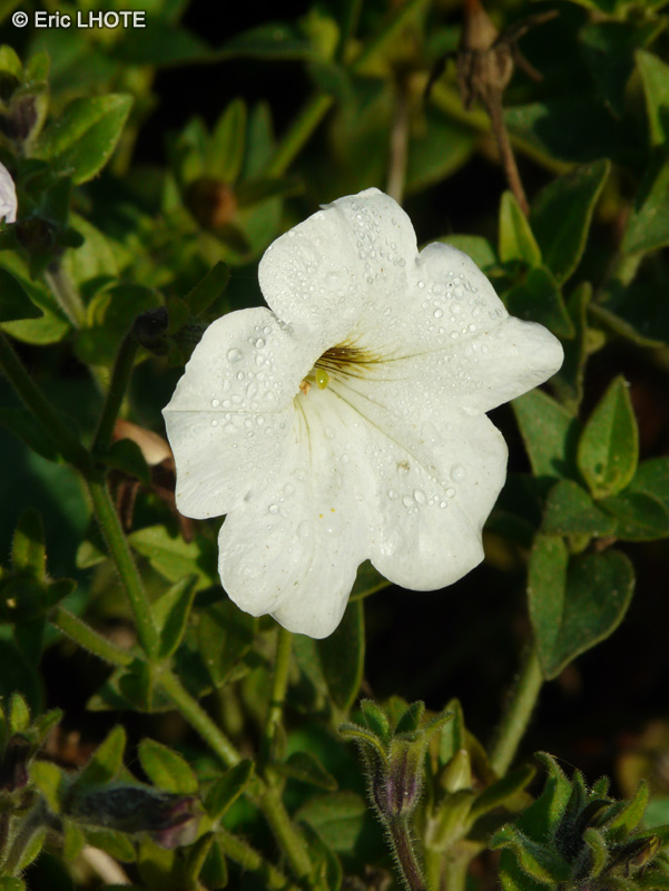  - Petunia axillaris - 