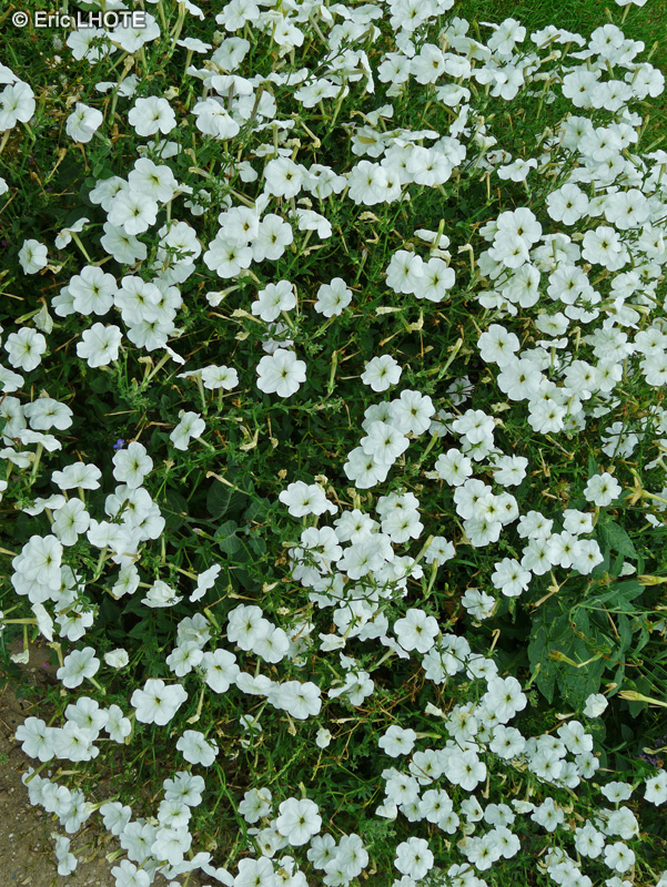 Solanaceae - Petunia axillaris - P&eacute;tunia axillaire