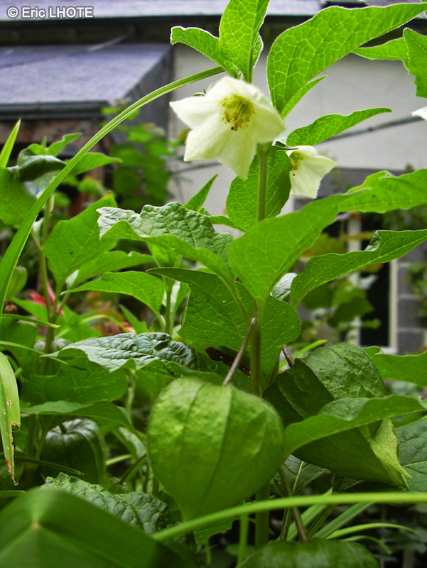  - Physalis alkekengii - 