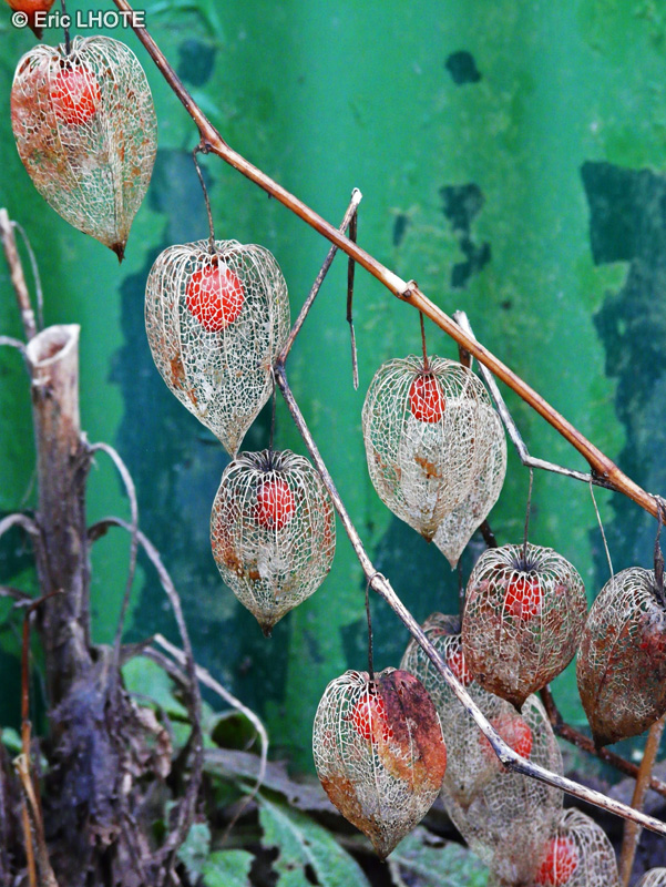  - Physalis alkekengii - 