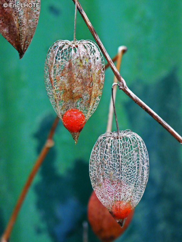  - Physalis alkekengii - 