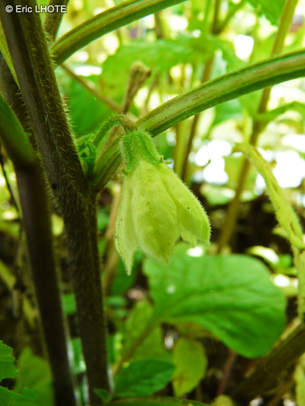  - Physalis alkekengii - 