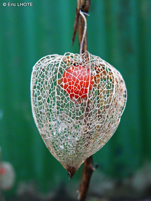 Solanaceae - Physalis alkekengii - Physalis, Alk&eacute;kenge, Amour en cage, Coqueret, Cerise d&rsquo;hiver, Cerise de juif, Cerise de terre, Herbe aux cloques
