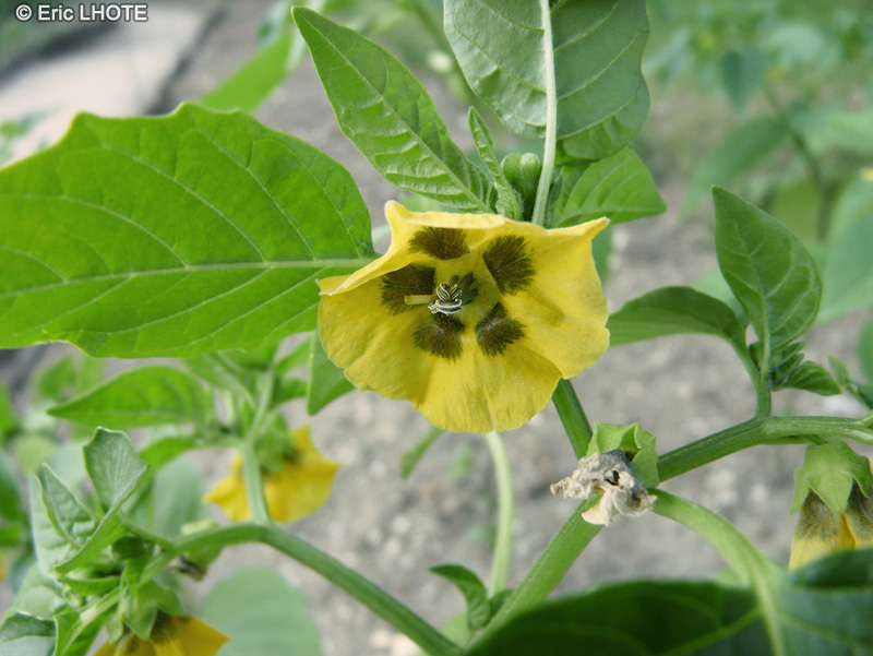 Solanaceae - Physalis philadelphica, Physalis ixocarpa - Tomatille, Tomatillo du Mexique