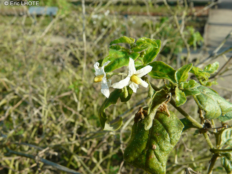 Solanaceae - Solanum chenopodioides - Morelle gr&ecirc;le, Morelle faux ch&eacute;nopode