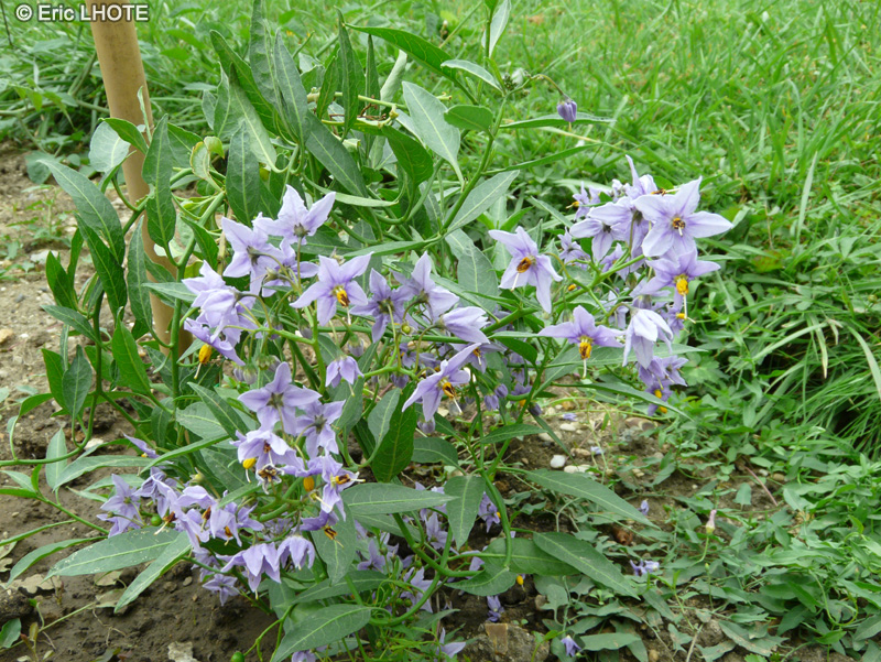 Solanaceae - Solanum crispum - Chilean potato tree