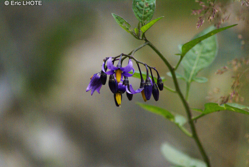  - Solanum dulcamara - 