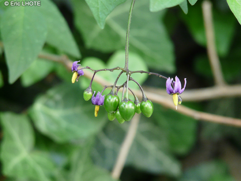  - Solanum dulcamara - 