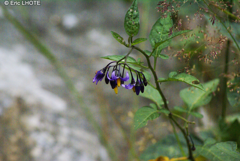 Solanaceae - Solanum dulcamara - Douce-Am&egrave;re, Morelle Douce-Am&egrave;re, Morelle grimpante, Morelle rouge