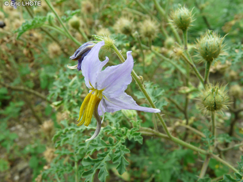  - Solanum heterodoxum - 