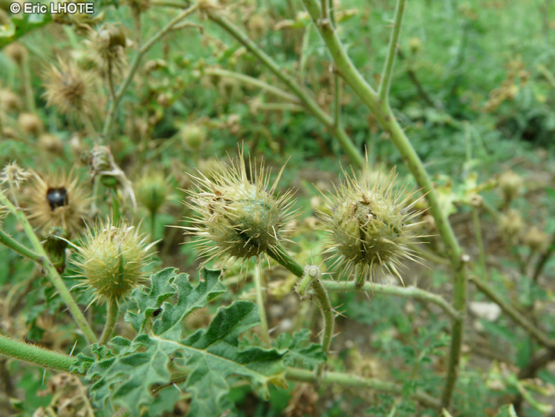  - Solanum heterodoxum - 