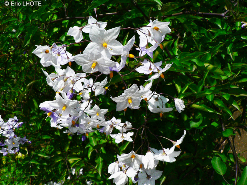  - Solanum jasminoides - 